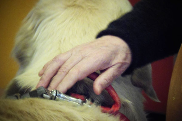 mano di anziano che tocca un cane